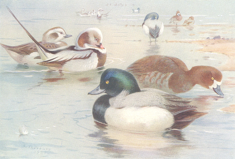 BRITISH BIRDS. Long-Tailed Duck; Scaup-Duck. THORBURN 1926 old vintage print